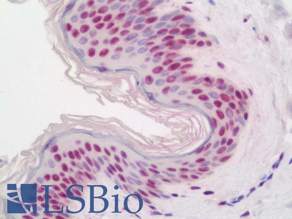 IHC-plus™ Polyclonal Rabbit anti-Human NFATC4 / NFAT3 Antibody (aa136-185, IHC, WB)