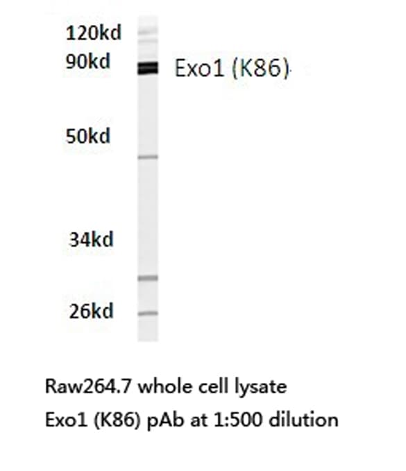 Polyclonal Rabbit anti-Human EXO1 Antibody (Lys86, IF, WB)