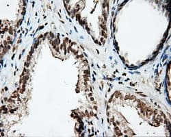 Monoclonal Mouse anti-Human PTPRE / PTP Epsilon Antibody (clone OTI4B2, IHC, IF, WB)