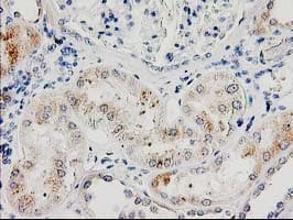 ILVBL Antibody (clone OTI4E4, Carrier-free)