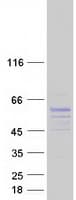 Human SYT17 Protein (Recombinant Myc-DDK (Flag))