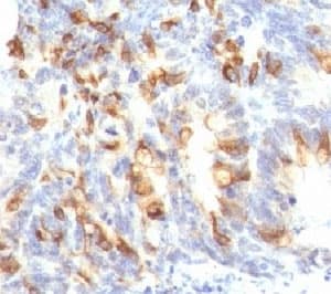 Mucin 2 / MUC2 Antibody (clone MLP/842)