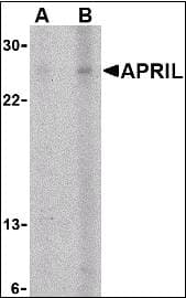 IHC-plus™ TNFSF13 / APRIL Antibody