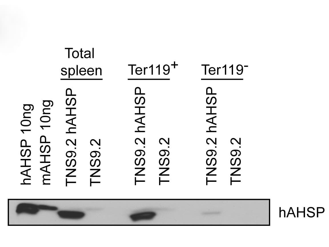 AHSP / EDRF Antibody (Liquid)