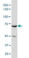 Monoclonal Mouse anti-Human MYBL2 Antibody (clone 4B4, WB)