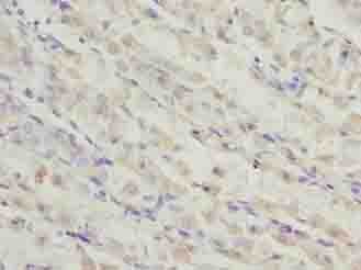TMEM19 Antibody