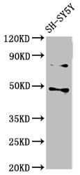CSNK1E / CK1 Epsilon Antibody