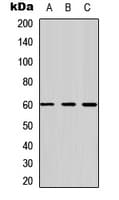 FZD4 / Frizzled 4 Antibody (N-Terminus)