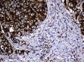 HSPD1 / HSP60 Antibody (clone OTI6F11, Carrier-free)