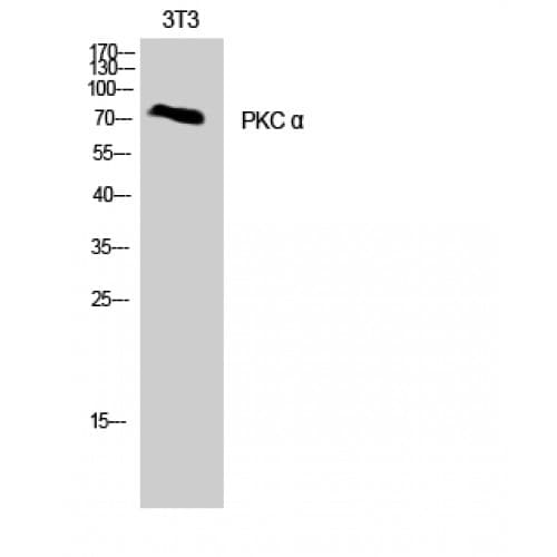 PRKCA / PKC-Alpha Antibody (580-660 aa)