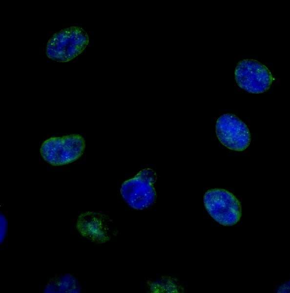 NUP214 / CAN Antibody (aa1250-1300)