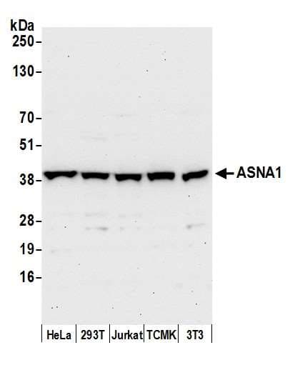 ASNA1 Antibody (aa1-50)