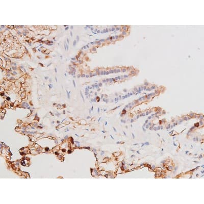c-Kit / CD117 Antibody (phospho-Tyr703)