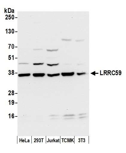 LRRC59 Antibody (aa257-307)