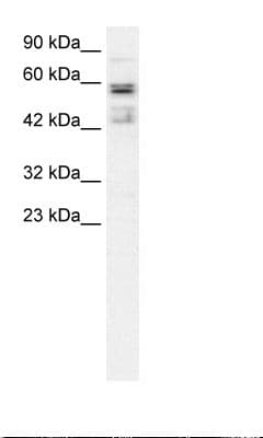 TAF15 Antibody (aa42-91)