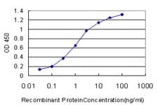 NEK3 Antibody (clone 2F8)