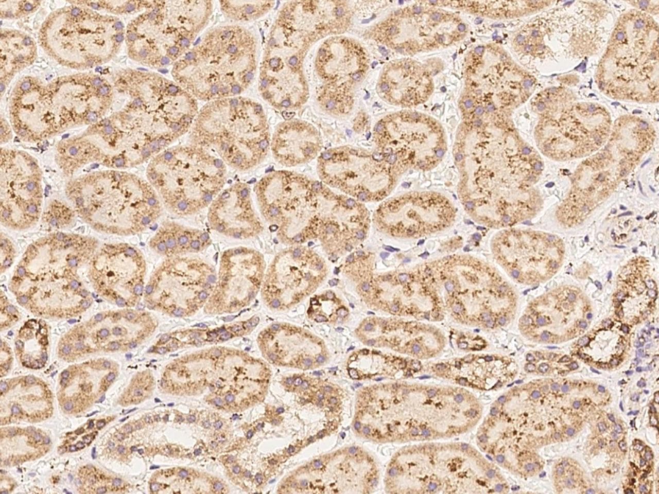 C6orf136 Antibody