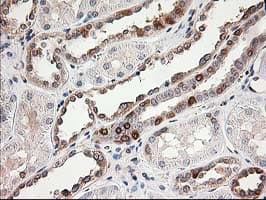 Monoclonal Mouse anti-Human LSM1 Antibody (clone OTI5C6, IHC, IF, WB)