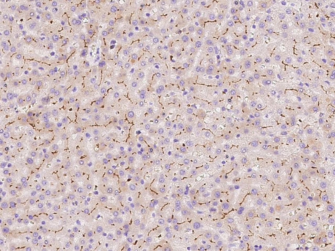 SLC30A10 Antibody