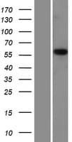 PMPCA Protein (Over-Expression Lysate Myc-DDK (Flag))