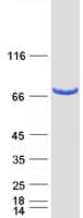 Human PPWD1 Protein (Recombinant Myc-DDK (Flag))