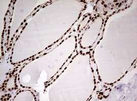 FBXW7 / FBW7 Antibody (aa1-354, clone OTI6F5)