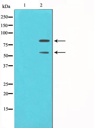 MDM2 Antibody