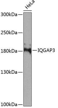 Polyclonal Rabbit anti-Human IQGAP3 Antibody (WB)