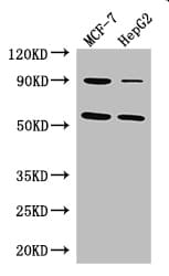 Polyclonal Rabbit anti-Human FOXC1 Antibody (IF, WB)