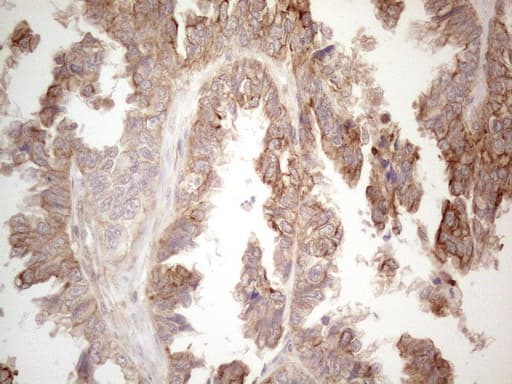CDC6 Antibody (clone OTI1A4)