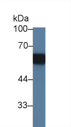 PAG1 Antibody (aa138-357, Cy3)