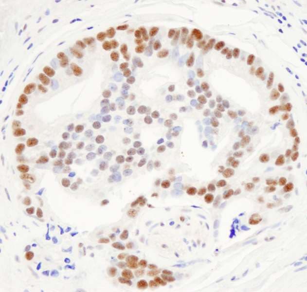 THRAP3 / TRAP150 Antibody (aa905-C-term)