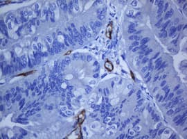 PECAM-1 / CD31 Antibody (clone OTI1F9)