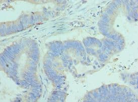 BCL2L14 / BCL-G Antibody (aa1-327)