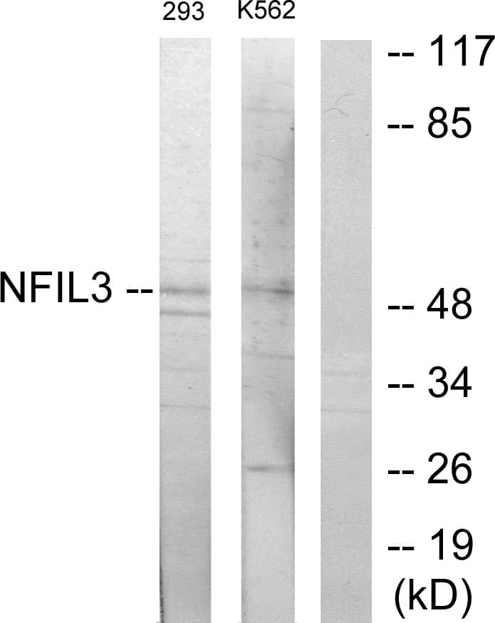 Polyclonal Rabbit anti-Human NFIL3 Antibody (aa61-110, WB)