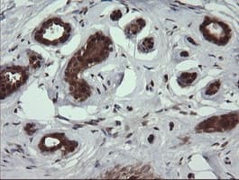 DDT / Dopamine Tautomerase Antibody (clone OTI3B10)