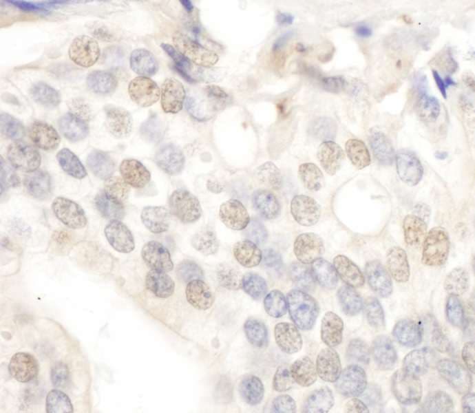 E2F4 Antibody (aa363-413)