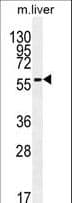 DHCR7 Antibody (aa437-463)