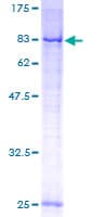 Human TOMM70A Protein (Recombinant GST)