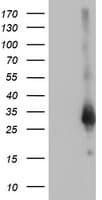 ZFAND2B Antibody (clone OTI3D6)