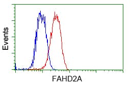 FAHD2A Antibody (clone OTI7C9)