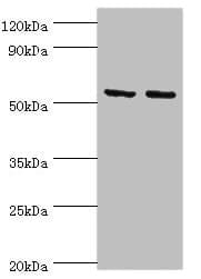 YARS2 Antibody (aa228-477)