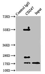 CD247 / CD3 Zeta Antibody