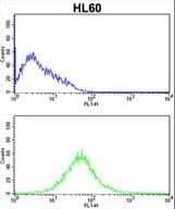 IHC-plus™ KLRC2 / NKG2C / CD159c Antibody (aa1-30)