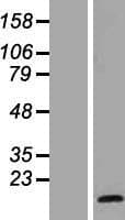 HES5 Protein (Over-Expression Lysate Myc-DDK (Flag))