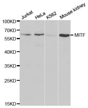 MITF Antibody