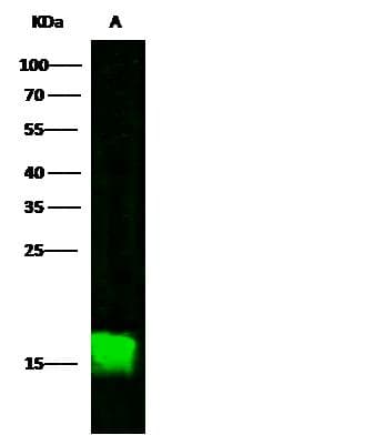 CALML3 Antibody (Preservative Free)