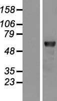 RELB Protein (Over-Expression Lysate Myc-DDK (Flag))