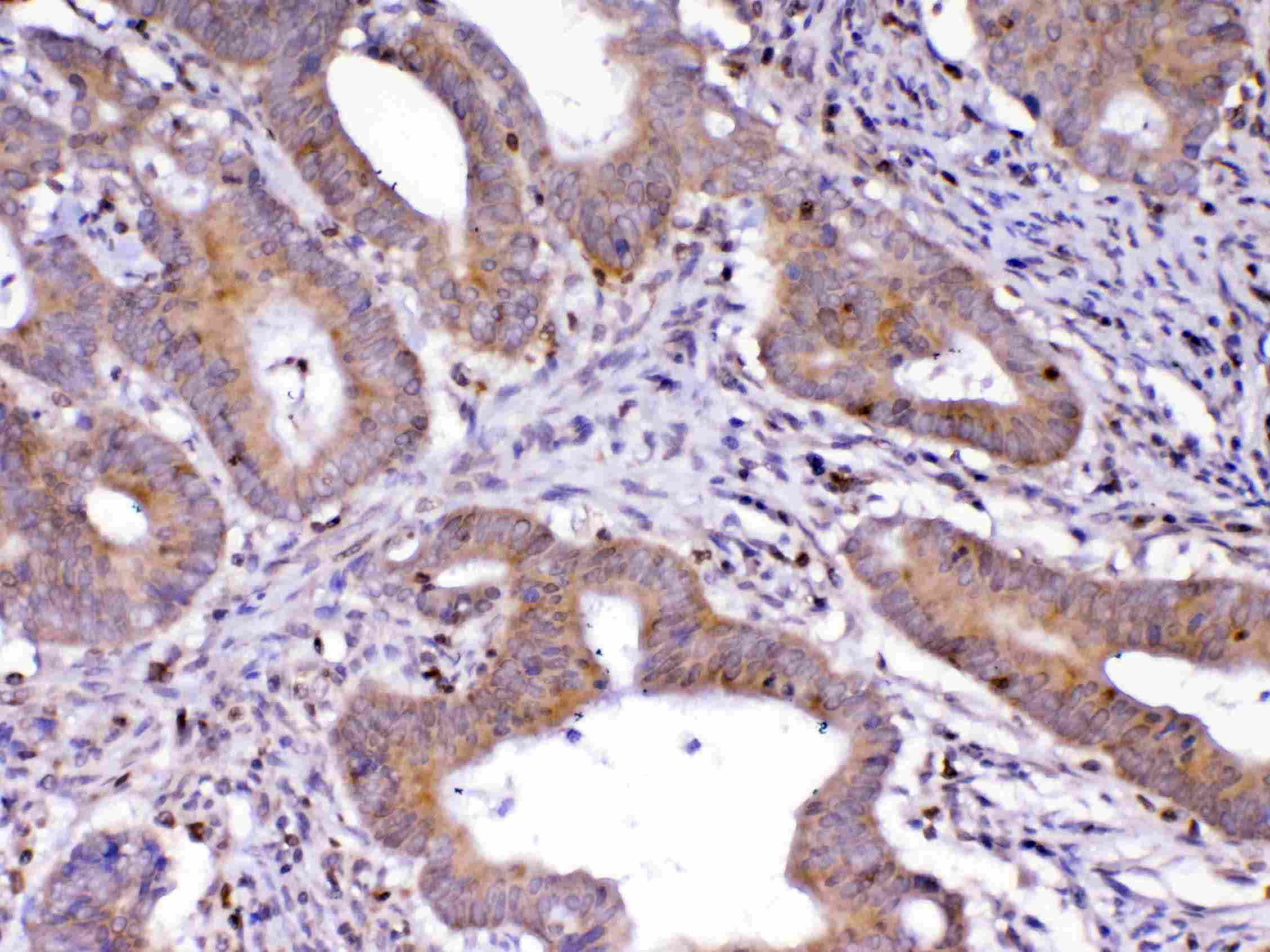 CDC20 Antibody
