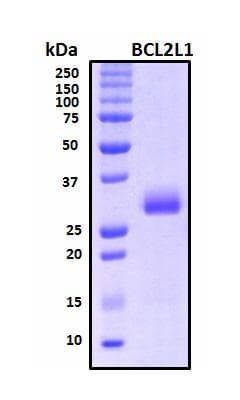 Human BCL2L1 / BCL-XL Protein (Recombinant His, N-Terminal)